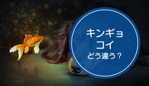 「金魚（キンギョ）」と「鯉（コイ）」の違いをご存知ですか！？