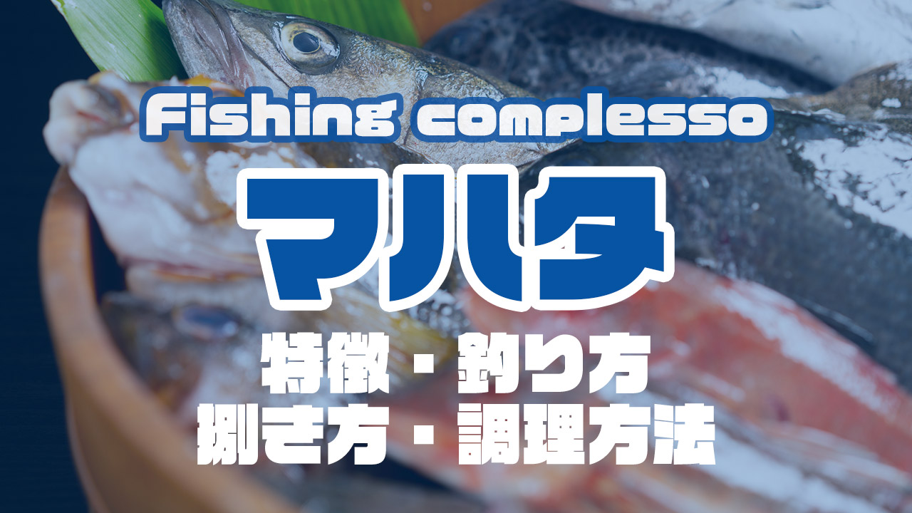 マハタって何 特徴 釣り方 捌き方 調理方法とことん解説 Complesso Jp