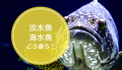 「淡水魚」と「海水魚」の違いをご存知ですか！？