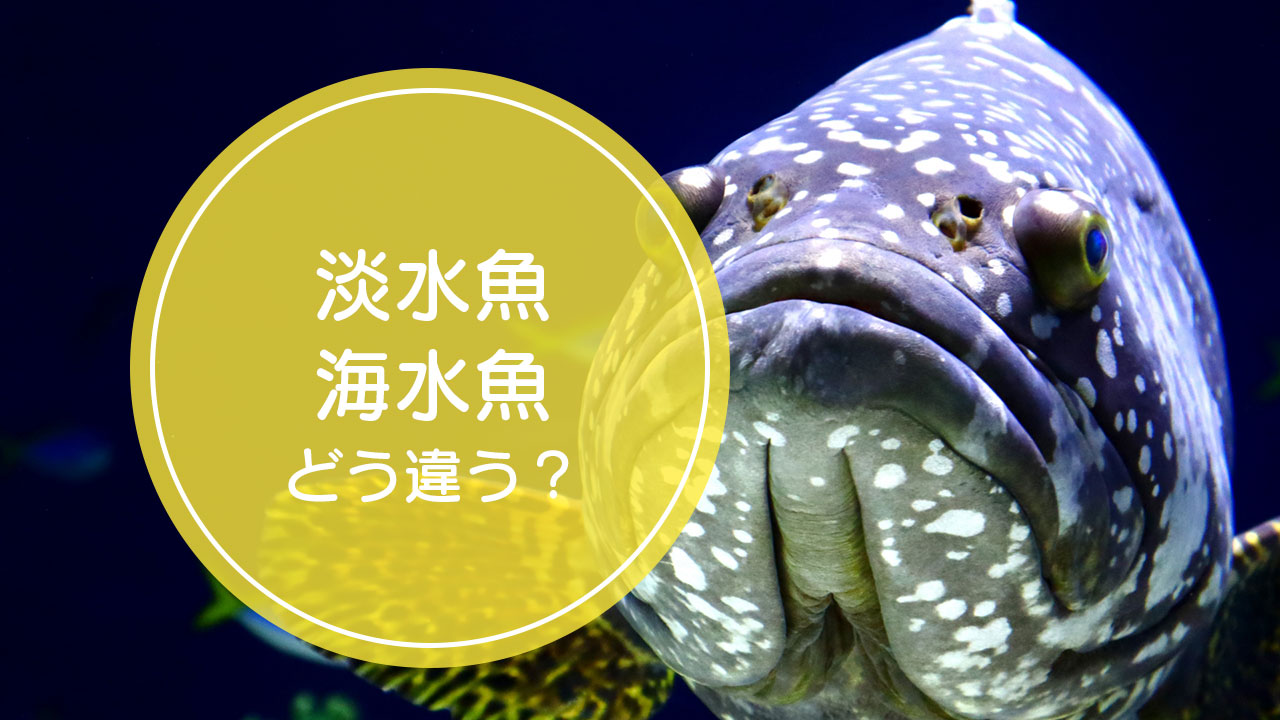 淡水魚 と 海水魚 の違いをご存知ですか Complesso Jp