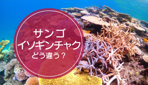 「サンゴ」と「イソギンチャク」の違いをご存知ですか！？
