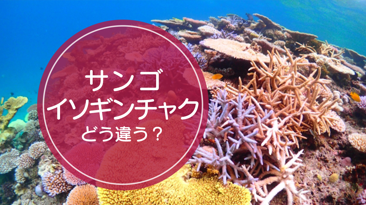 サンゴ と イソギンチャク の違いをご存知ですか Complesso Jp