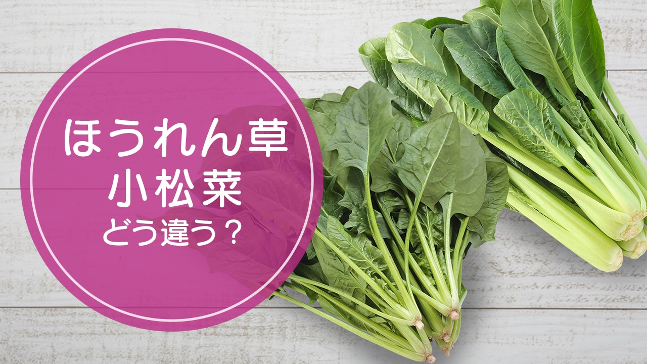 ほうれん草 と 小松菜 の違いをご存知ですか Complesso Jp