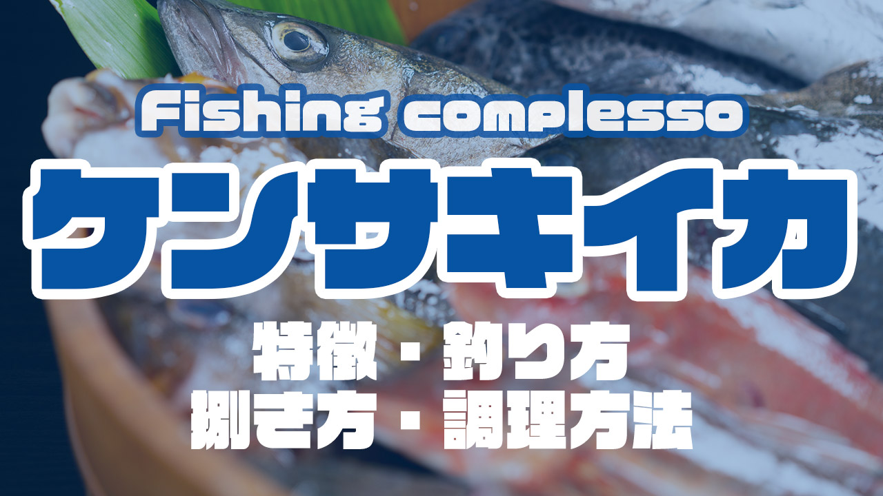 ケンサキイカって何 特徴 釣り方 捌き方 調理方法とことん解説 Complesso Jp