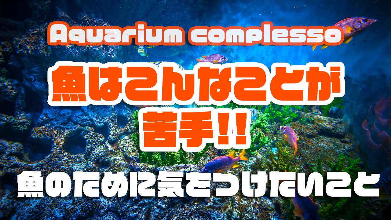 観賞魚はこんなことが苦手 アクアリウムで魚のために気をつけること Complesso Jp